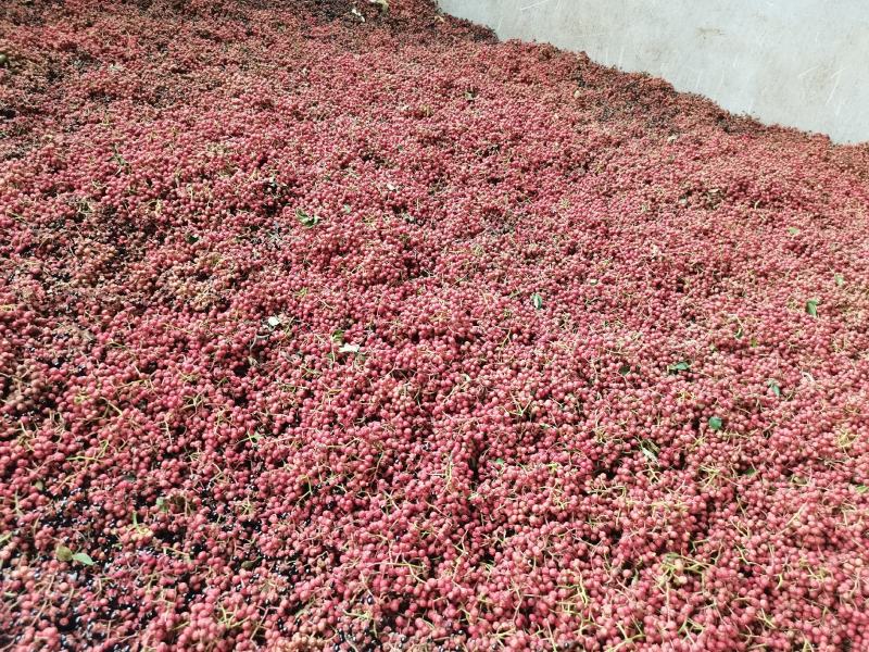 陕西韩城合阳华州鲜花椒（青花椒）次椒，支持各种交易
