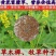 草木樨种子草木犀蜜源植物黄花草牧草型绿肥耐寒