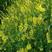 草木樨种子草木犀蜜源植物黄花草牧草型绿肥耐寒