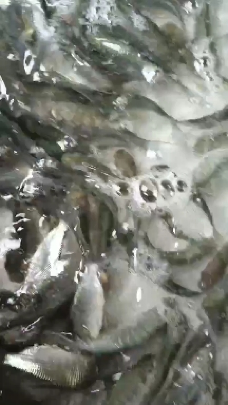 场地直销，大量供应，巴西雕鱼苗，全国各地接单。
