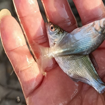 场地直销，大量供应，边鱼苗，送货上门，全国各地接单。