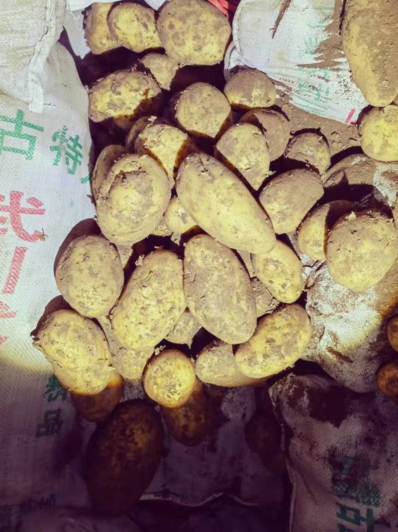 黄心土豆大凉山黄心土豆洋芋产地代办一手货源