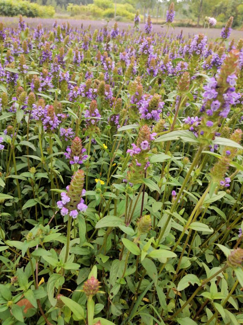 夏枯球夏枯草中药材确山原产地货好品质好清热去火