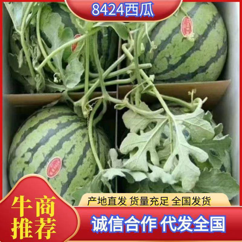 精品8424，货源充足，产地直供，专业代发，代发全国