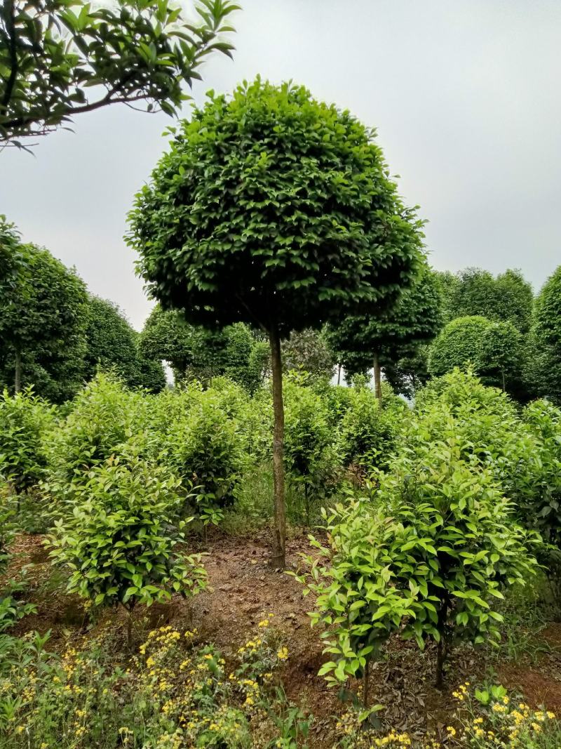 高分枝茶花