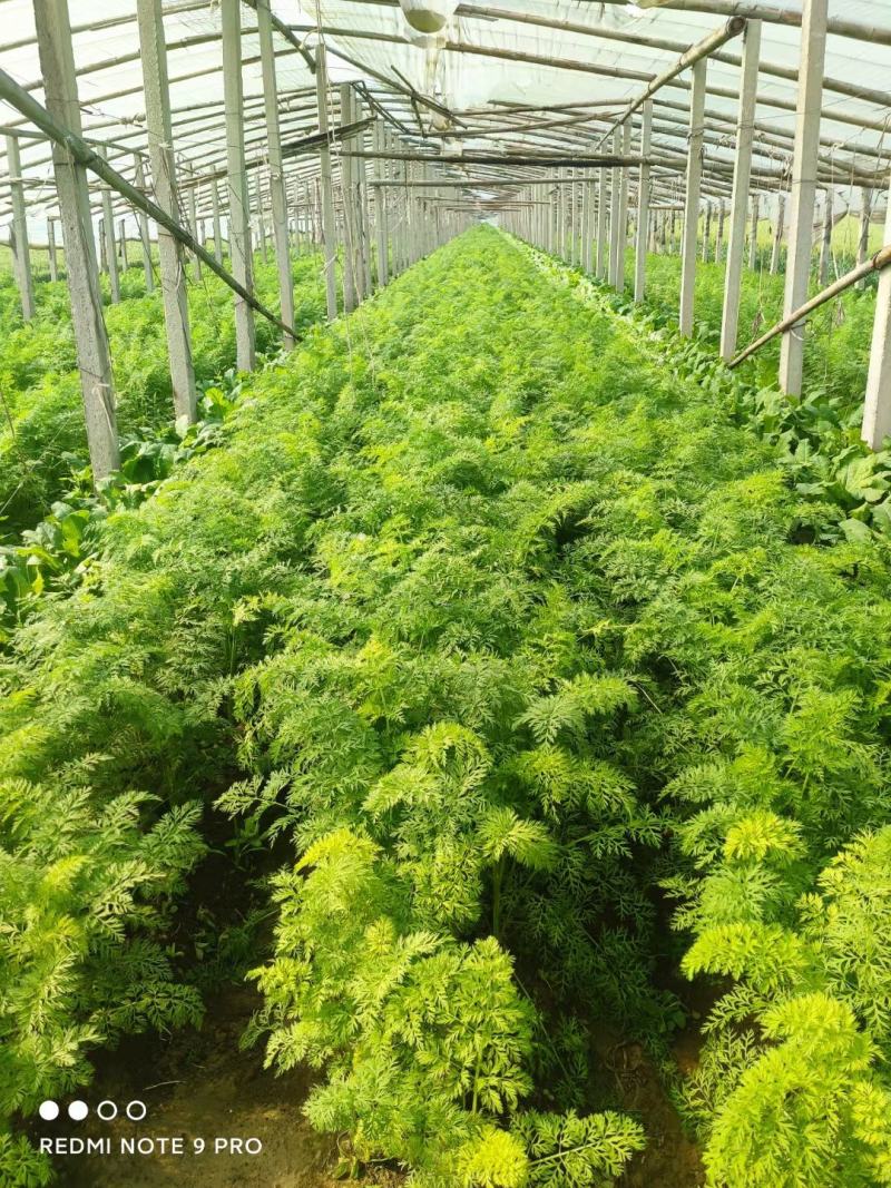 胡萝卜开始上市了！物美价廉，营养丰富。电商水洗加工