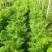胡萝卜开始上市了！物美价廉，营养丰富。电商水洗加工