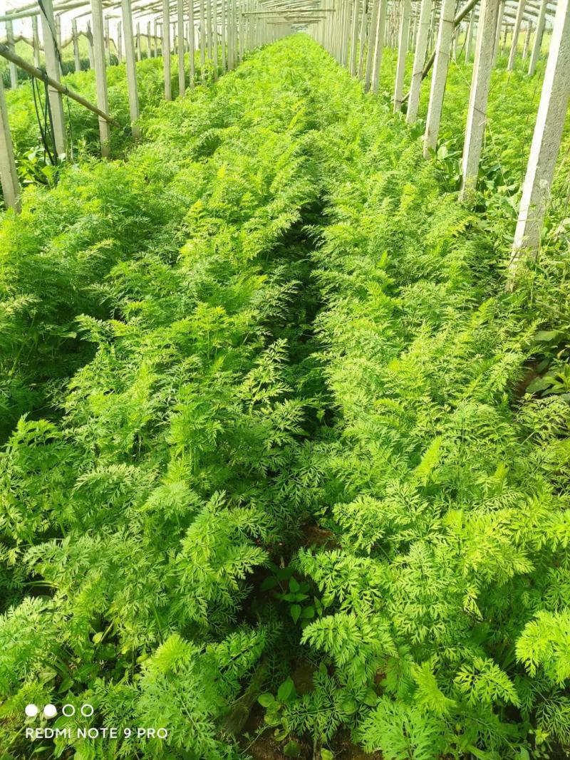 胡萝卜开始上市了！物美价廉，营养丰富。电商水洗加工