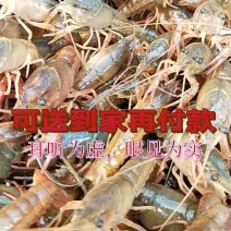 淡水小龙虾苗抱籽青虾苗塘口养殖龙虾苗鲜活小龙虾苗