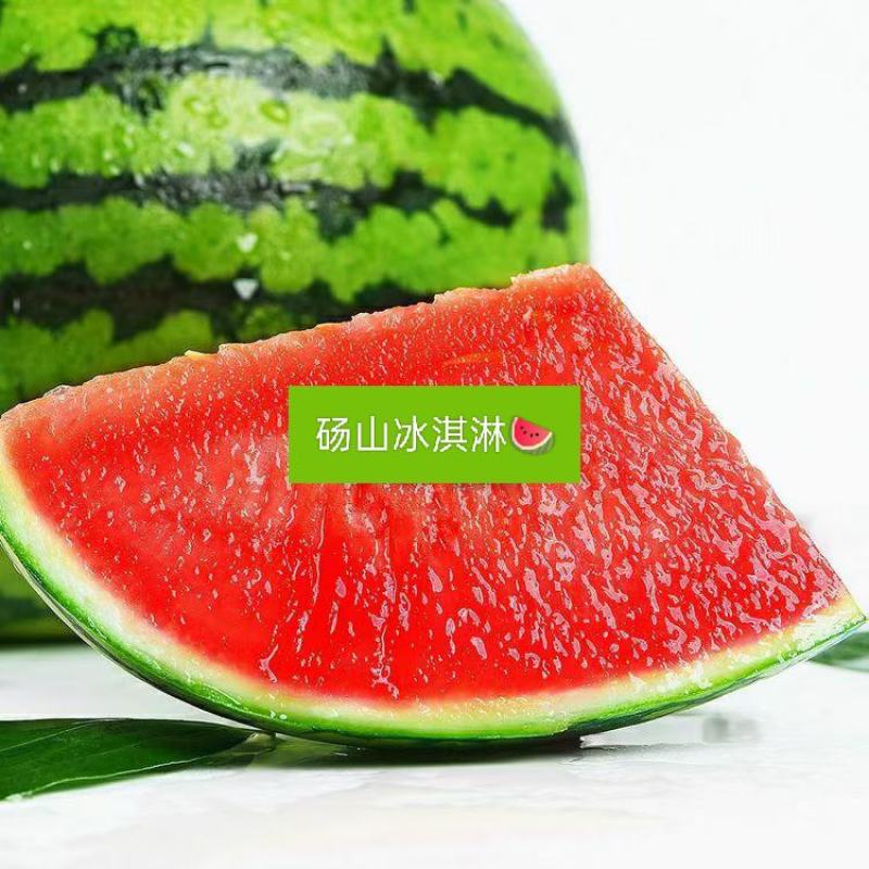 早春红玉冰淇淋小糖丸西瓜大量上市，量大质优，代收代发