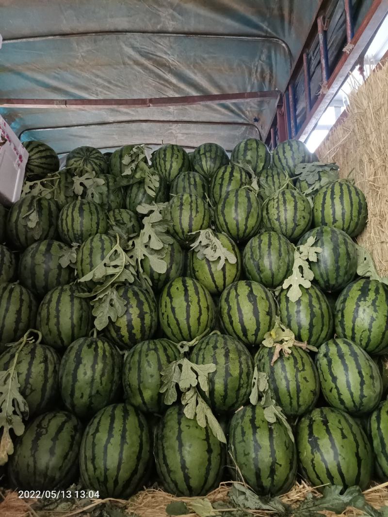 早春红玉冰淇淋小糖丸西瓜大量上市，量大质优，代收代发
