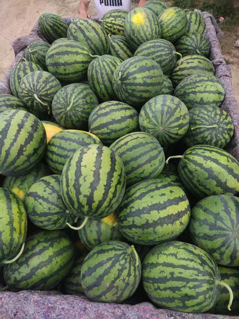 早春红玉冰淇淋小糖丸西瓜大量上市，量大质优，代收代发