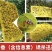 果实蝇诱粘板灭针蜂粘虫板金苍蝇大小实蝇果园瓜园菜园诱铺器