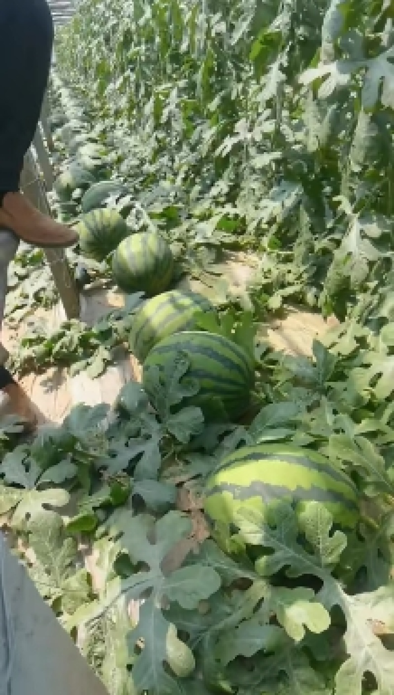 早春红玉冰淇淋小糖丸西瓜大量上市，量大质优，代收代发
