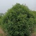 河南基地低价供应精品中华石楠球2---4米冠幅