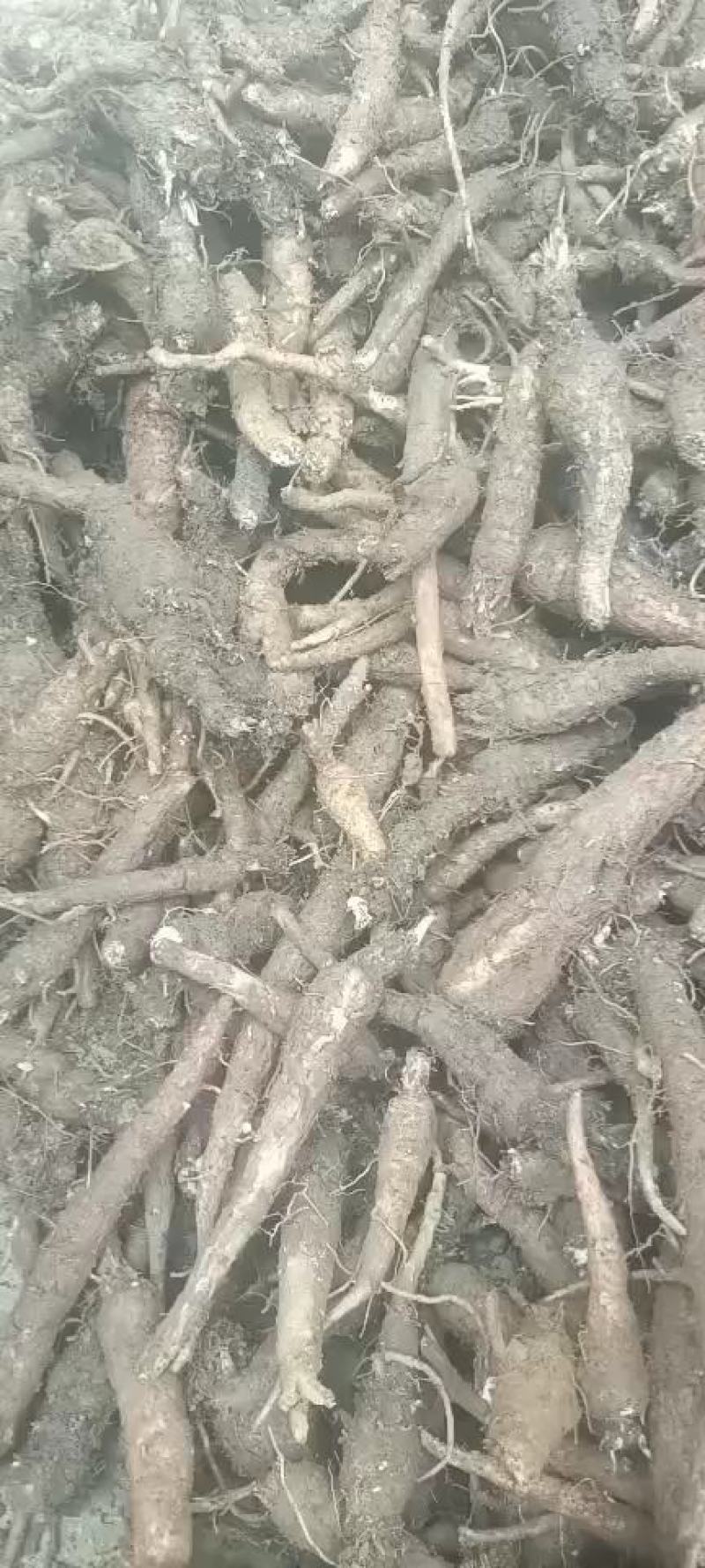 南沙参