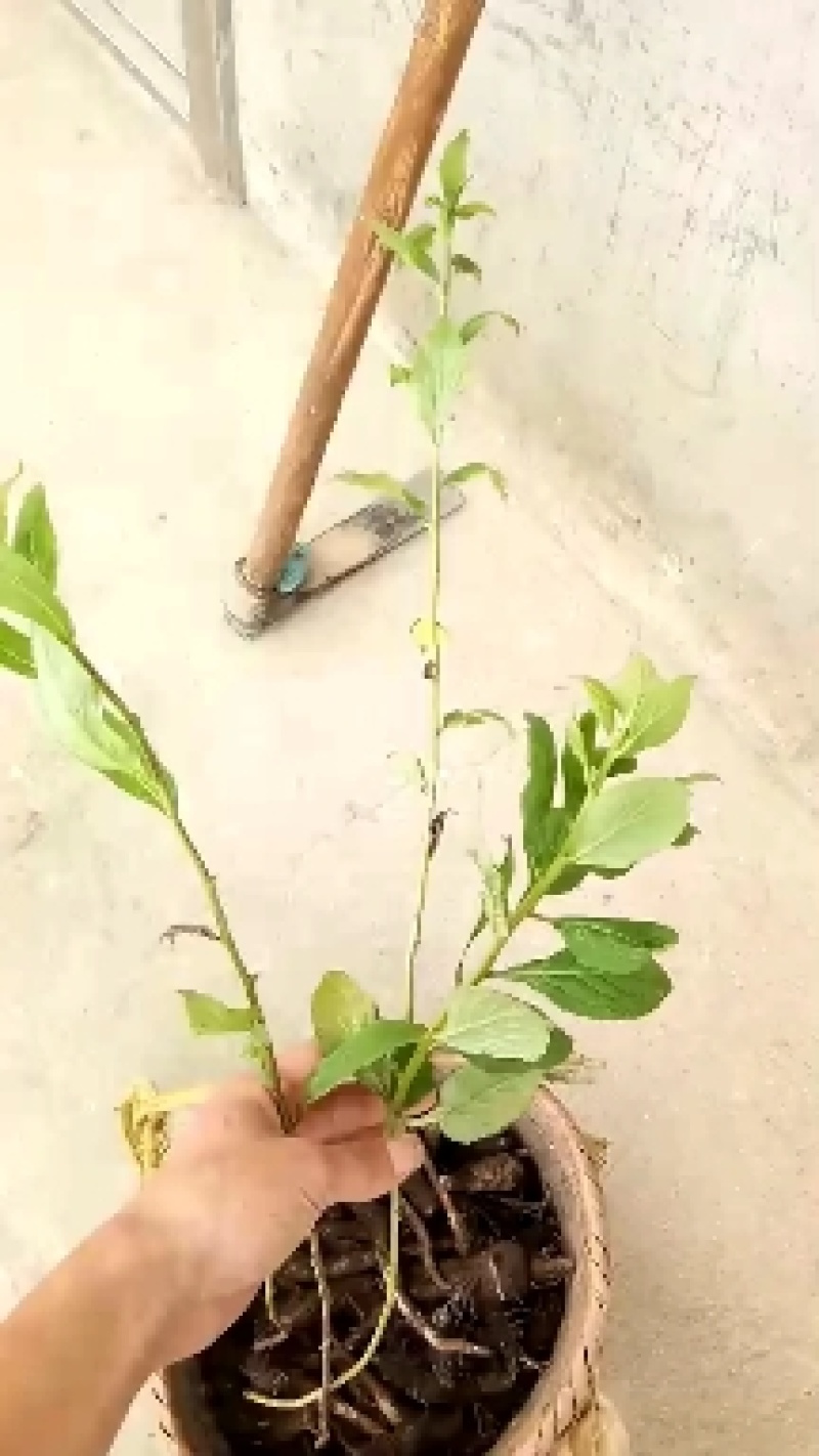 南沙参