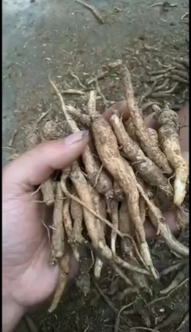 南沙参