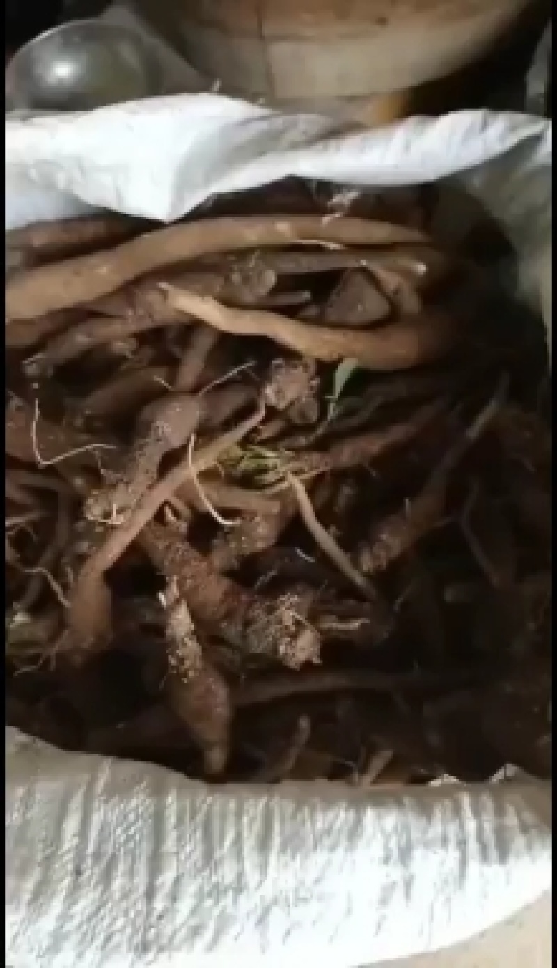 南沙参