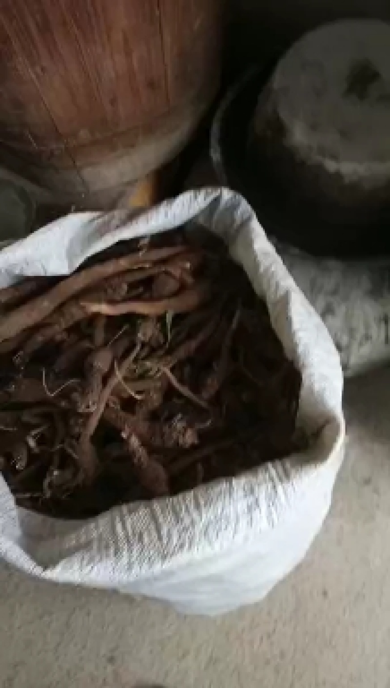 南沙参