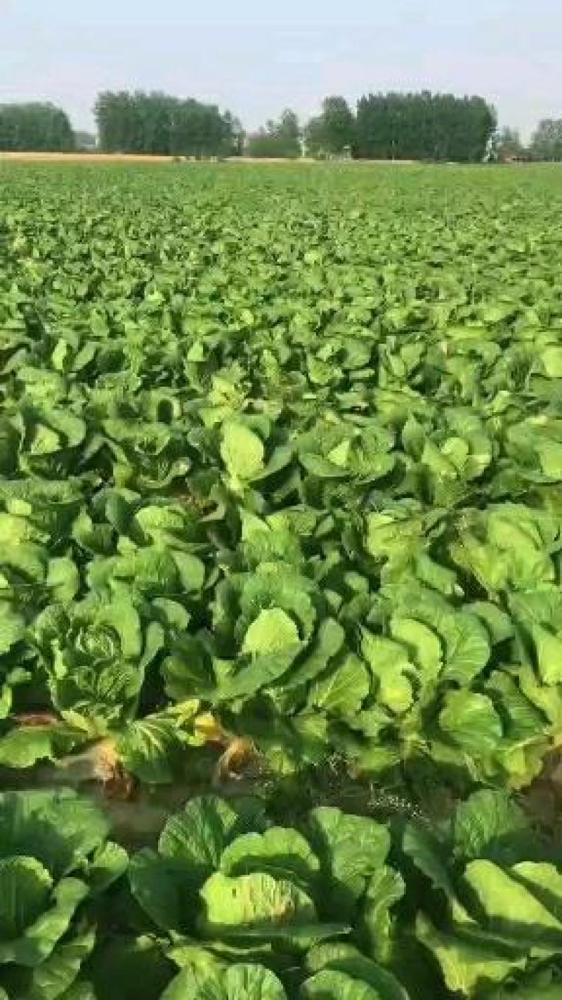 湖北黄心白菜原产地发货一手货源批发品质保证价格美丽