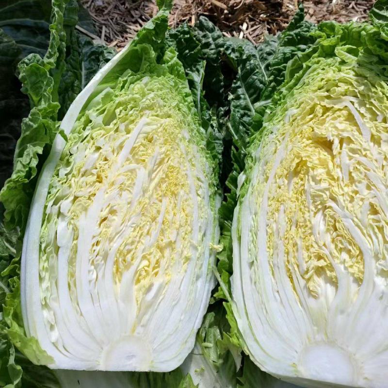 湖北黄心白菜原产地发货一手货源批发品质保证价格美丽