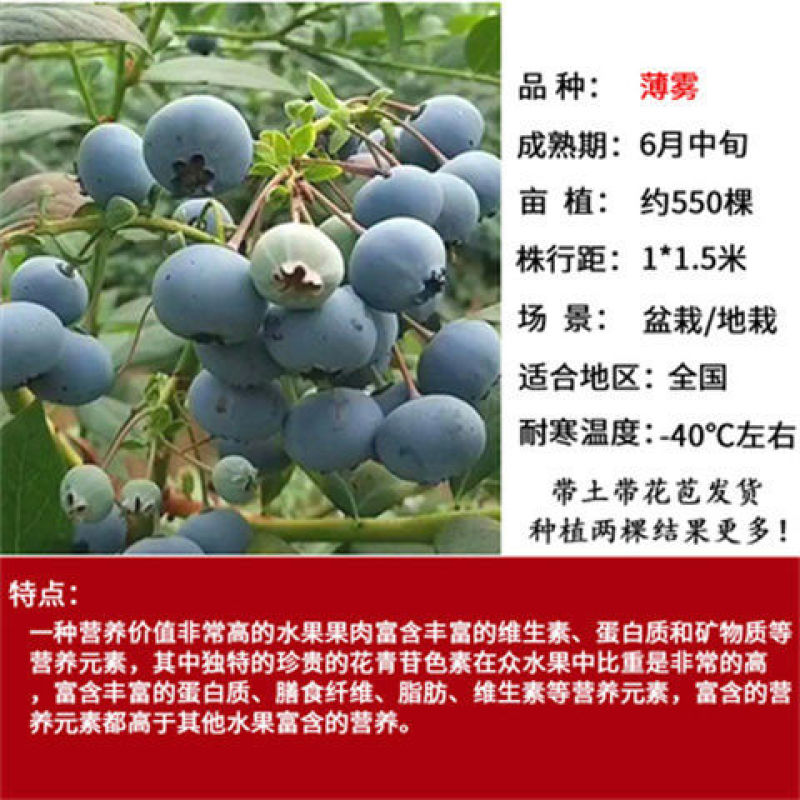 蓝莓苗早熟大果新品种薄雾莱克西蓝莓树苗南北方种植当年结果
