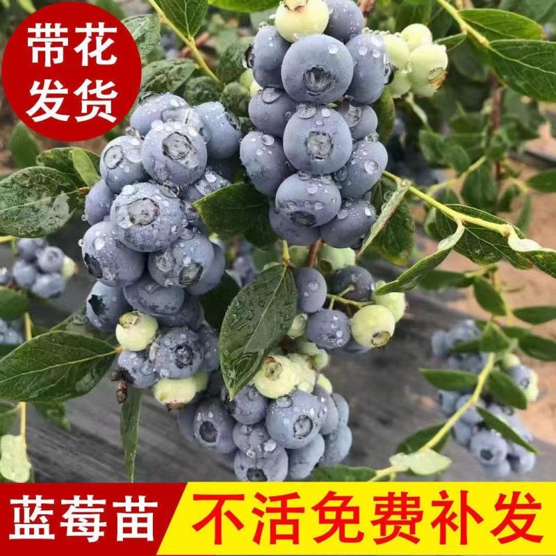 蓝莓苗早熟大果新品种薄雾莱克西蓝莓树苗南北方种植当年结果