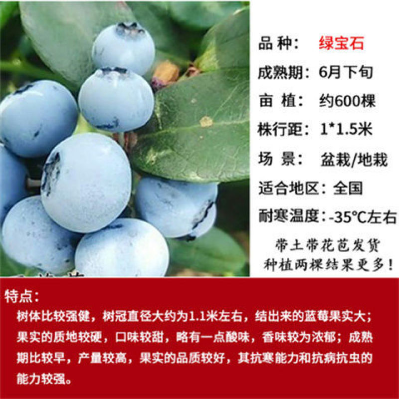 蓝莓苗早熟大果新品种薄雾莱克西蓝莓树苗南北方种植当年结果