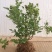 蓝莓苗早熟大果新品种薄雾莱克西蓝莓树苗南北方种植当年结果