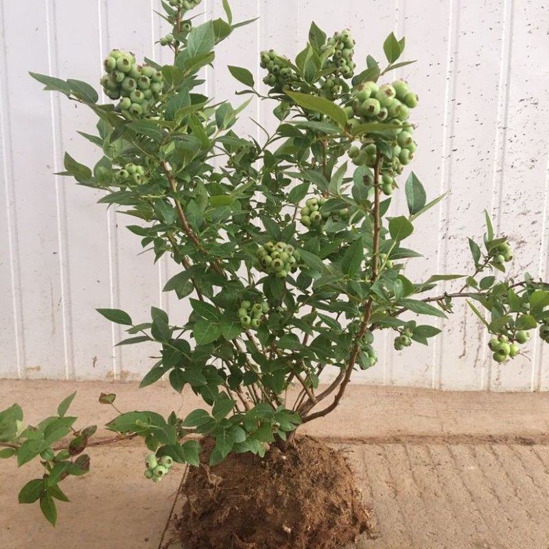 蓝莓苗早熟大果新品种薄雾莱克西蓝莓树苗南北方种植当年结果