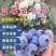 蓝莓苗早熟大果新品种薄雾莱克西蓝莓树苗南北方种植当年结果
