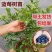 蓝莓苗早熟大果新品种薄雾莱克西蓝莓树苗南北方种植当年结果