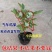 蓝莓苗早熟大果新品种薄雾莱克西蓝莓树苗南北方种植当年结果