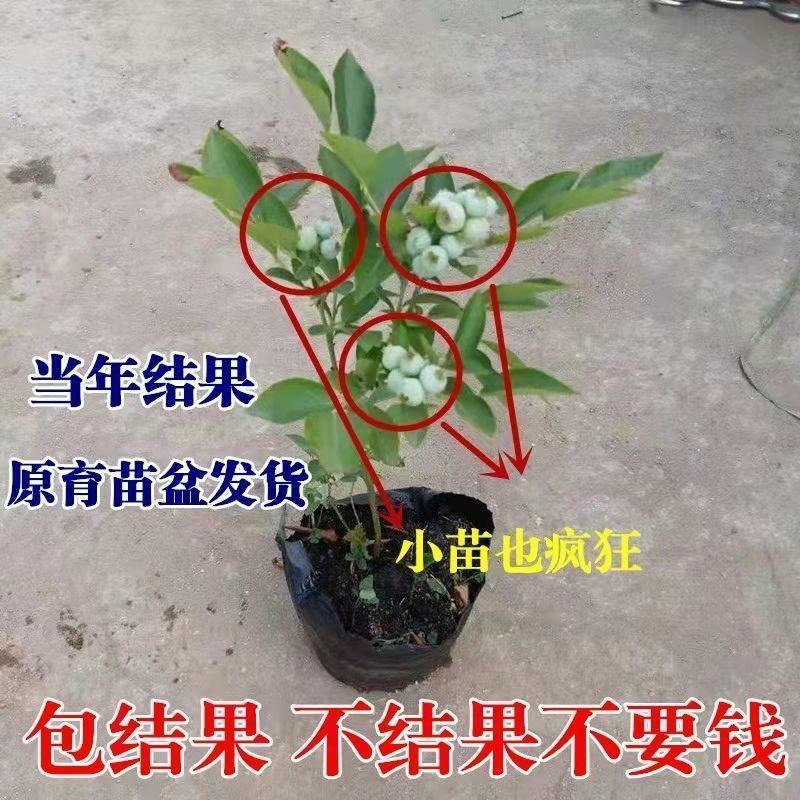蓝莓苗早熟大果新品种薄雾莱克西蓝莓树苗南北方种植当年结果