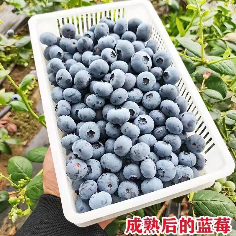 蓝莓苗早熟大果新品种薄雾莱克西蓝莓树苗南北方种植当年结果