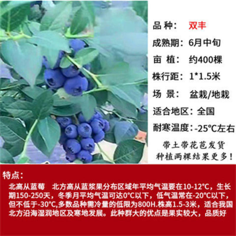 蓝莓苗早熟大果新品种薄雾莱克西蓝莓树苗南北方种植当年结果