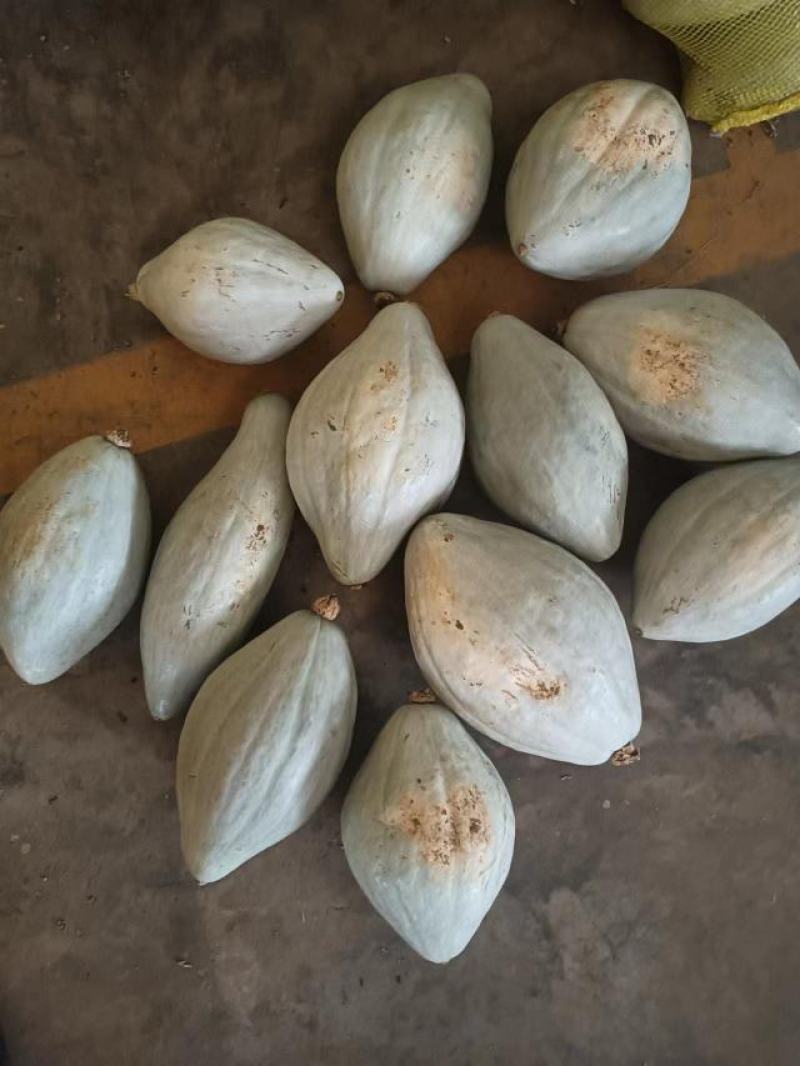 【推荐产品】清蒸金瓜，粉糯香甜，橄榄型，可蒸烤煮火锅