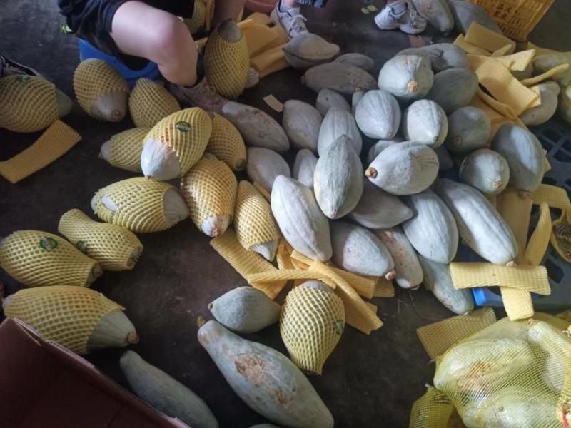 【推荐产品】清蒸金瓜，粉糯香甜，橄榄型，可蒸烤煮火锅