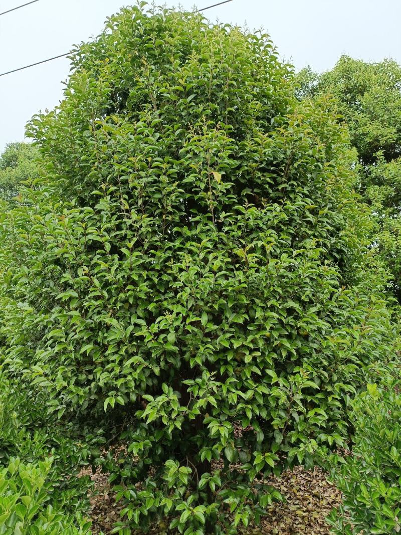 河南基地低价供应精品从生大叶女贞2----7米高度