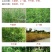 火雷攻21%精草铵膦草铵磷除草剂柑橘果园杂草除草剂牛筋草