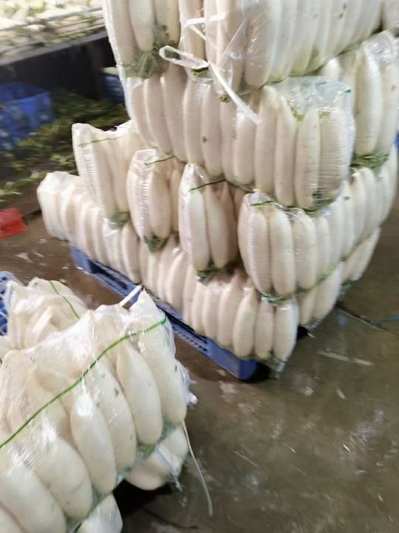 湖北白萝卜原产地发货一手货源批发品质保证价格美丽