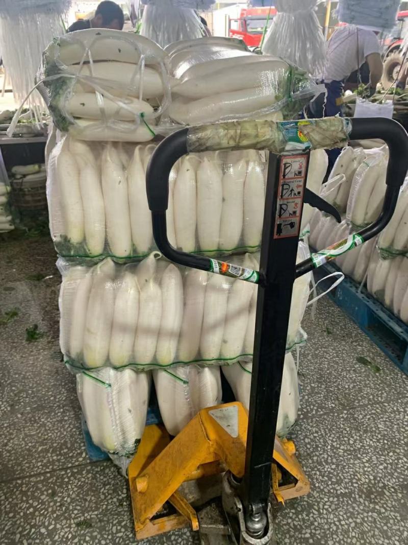 湖北白萝卜原产地发货一手货源批发品质保证价格美丽