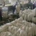 湖北白萝卜原产地发货一手货源批发品质保证价格美丽