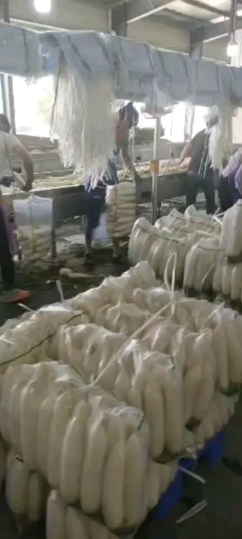 湖北白萝卜原产地发货一手货源批发品质保证价格美丽