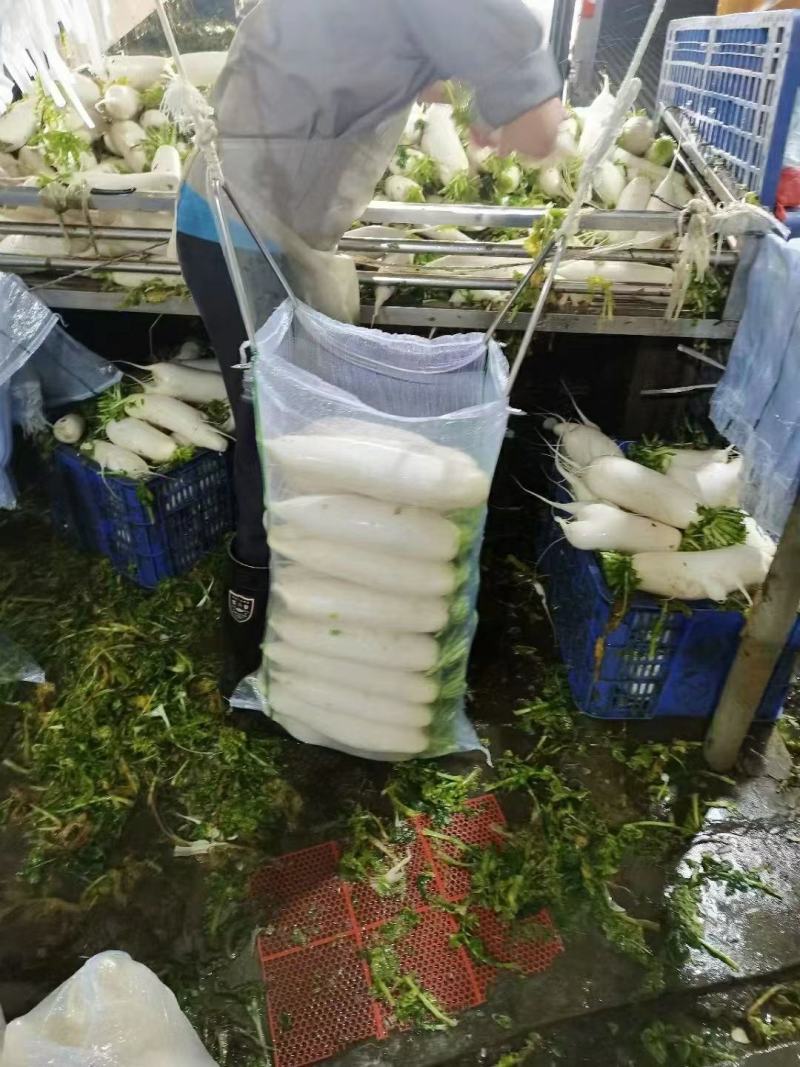湖北白萝卜原产地发货一手货源批发品质保证价格美丽