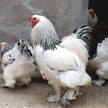 婆罗门鸡苗婆罗门种鸡脱温婆罗门鸡苗成年婆罗门种蛋