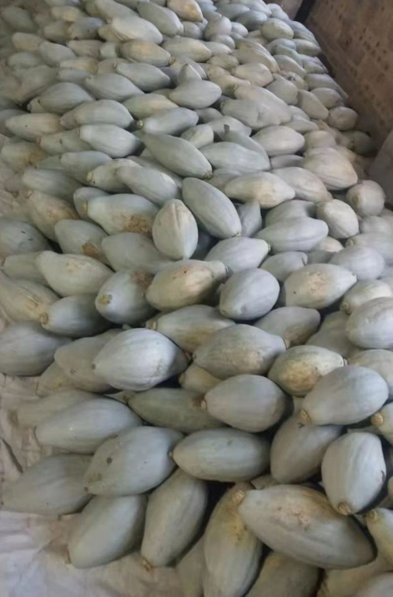 【推荐产品】清蒸金瓜，粉糯香甜，橄榄型，可蒸烤煮火锅