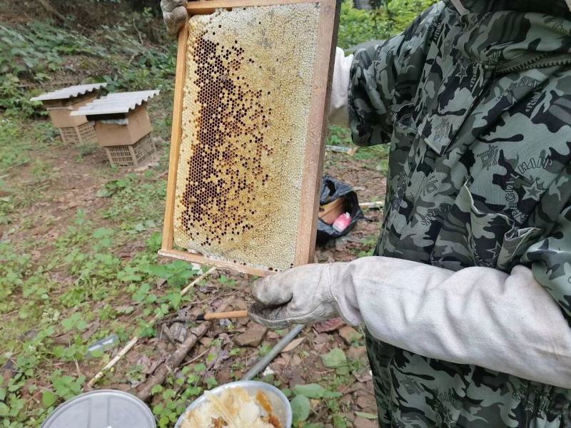 蜜蜂糖