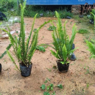 排骨草肾蕨绿化地被苗漳州精品30-40高